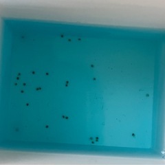 メダカ　東天光ヒレ長　卵15個+αの画像