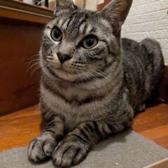 とっても甘えるサバトラのまめ助