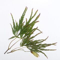 ヤマモミジの園芸品種「アオシダレ＜青枝垂＞」（実生）鉢植えの画像