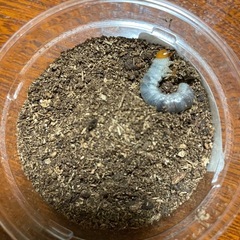 アマミヒラタクワガタ幼虫の画像