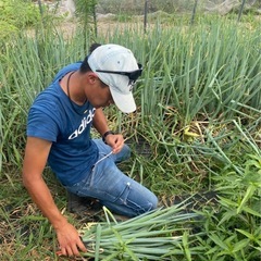 オーガニック野菜（やさい）の画像