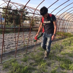 オーガニック野菜（やさい）の画像