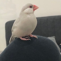 急遽探しております。