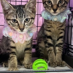 きじとら♀♂の兄妹4ヶ月 − 兵庫県