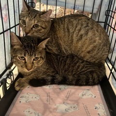 きじとら♀♂の兄妹4ヶ月 - 淡路市