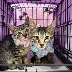 きじとら♀♂の兄妹4ヶ月 - 猫