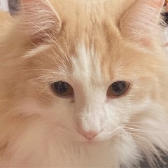 ノルウェージャンフォレストキャット 
