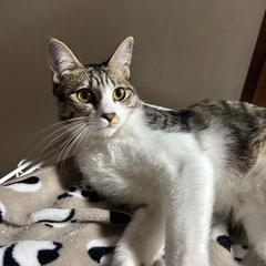 おもちゃ大好き　6ヶ月半　キジシロ女の子　いくらちゃん❤️