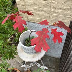 スカーレットオーク（Scarlet oak）実生苗の画像