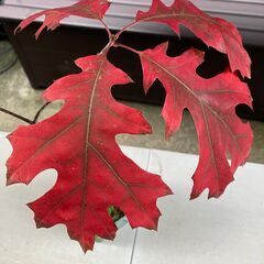 スカーレットオーク（Scarlet oak）実生苗の画像