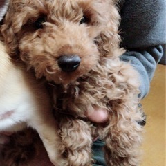 6歳　オス　プードル