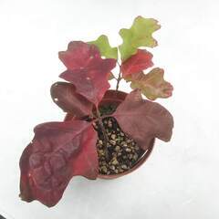 スカーレットオーク（Scarlet oak）実生苗の画像