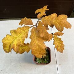 トルコナラ（Turkey oak）実生苗の画像
