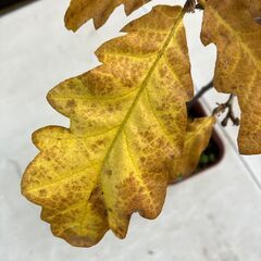 トルコナラ（Turkey oak）実生苗の画像