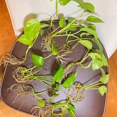 ◆斑入り ポトスゴールデン まとめ売りの画像