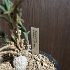 foetida(フォエチダ)実生(塊根植物)の画像