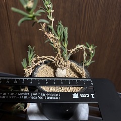 foetida(フォエチダ)実生(塊根植物)の画像