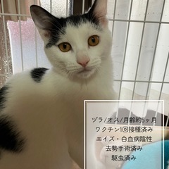 甘えん坊の子猫3兄妹