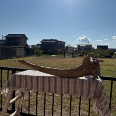 天然大型流木　アクアリウム、爬虫類の画像