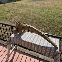 天然大型流木　アクアリウム、爬虫類の画像