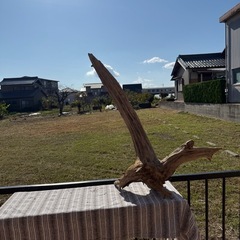 天然大型流木　アクアリウム、爬虫類の画像