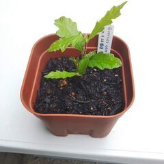 トルコナラ（Turkey oak）実生苗の画像