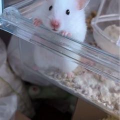 ゴールデンハムスターの女の子