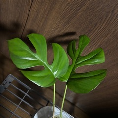 姫モンステラの画像