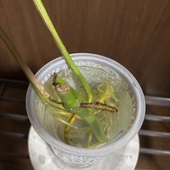 姫モンステラの画像