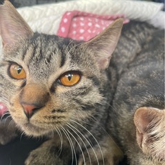 ①キジトラ　メス