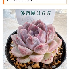 多肉　韓国苗　葉挿しの画像