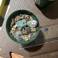 多肉　韓国苗　葉挿しの画像