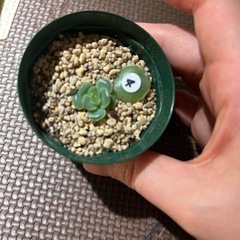 多肉　韓国苗　葉挿しの画像