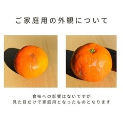 【ご家庭用】小原紅早生みかん 約5kg  2S〜Lサイズ混合の画像