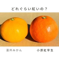 【ご家庭用】小原紅早生みかん 約5kg  2S〜Lサイズ混合の画像