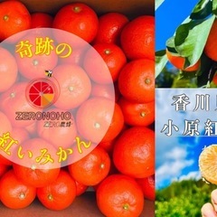 【ご家庭用】小原紅早生みかん 約5kg  2S〜Lサイズ混合