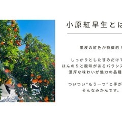 【ご家庭用】小原紅早生みかん 約5kg  2S〜Lサイズ混合の画像