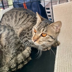 ②キジトラ　オス