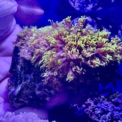 スターポリプ　蛍光グリーンの画像