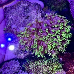 スターポリプ　蛍光グリーンの画像