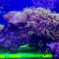 スターポリプ　蛍光グリーンの画像