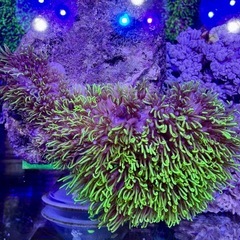 スターポリプ　蛍光グリーンの画像