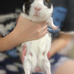 イングリッシュモルモット オス 