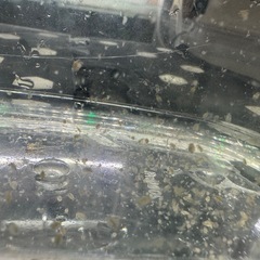 【室内繁殖・栄養価の高いタイリクミジンコ】の画像