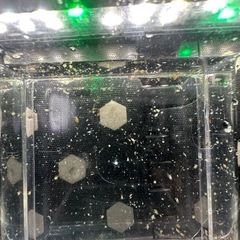 【室内繁殖・栄養価の高いタイリクミジンコ】の画像