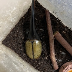 ヘラクレスオオカブト【雄単】の画像