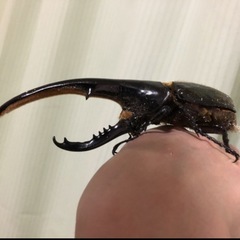 ヘラクレスオオカブト【雄単】の画像