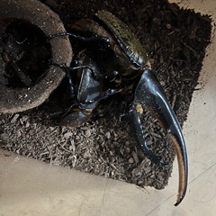 ヘラクレスオオカブト【雄単】の画像