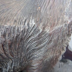 木彫りの熊　北海道・阿寒湖みやげ　状態悪いですの画像