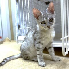 【むつ♀】 シルバータビーの女の子※代理募集